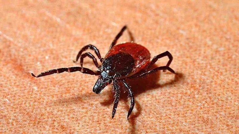 ALERTA EN CHINA: REPORTAN REBROTE DE VIRUS TRANSMITIDO POR GARRAPATAS