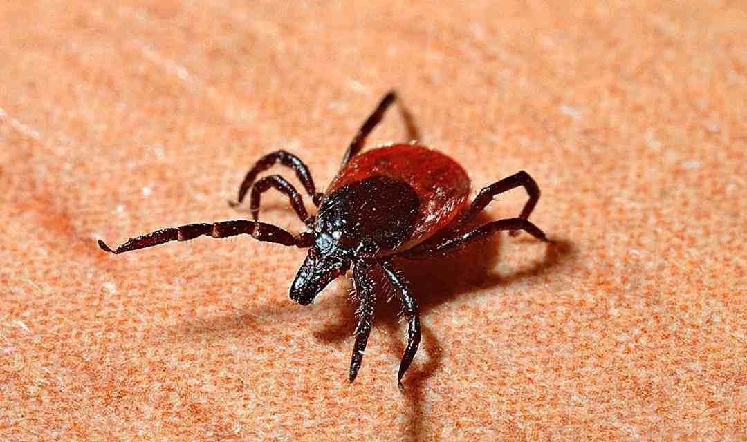 ALERTA EN CHINA: REPORTAN REBROTE DE VIRUS TRANSMITIDO POR GARRAPATAS