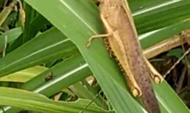 DETECTAN LANGOSTA EN CAPULAPA