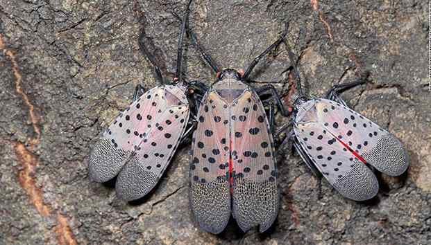 INSECTO PROVENIENTE DE CHINA PONE EN CUARENTENA A POBLACIÓN DE VARIAS LOCALIDADES EN EU