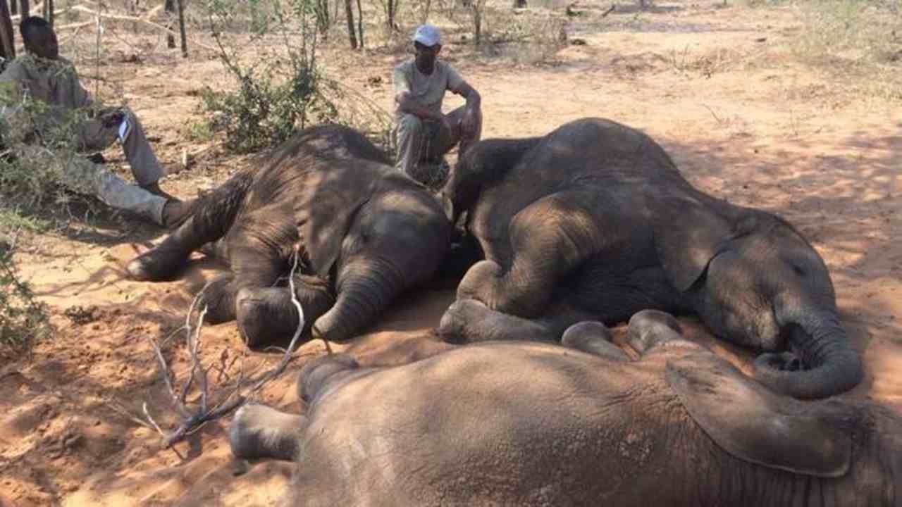 MUEREN ENVENENADOS 12 ELEFANTES EN PARQUE DE ÁFRICA