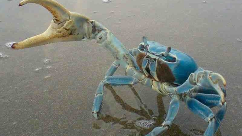 INICIA VEDA DE PESCA DE CANGREJO AZUL