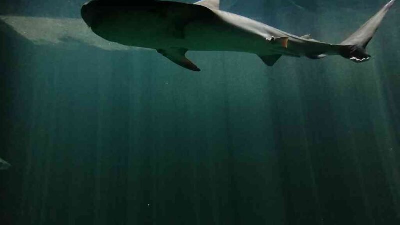 ACUARIO DE VERACRUZ REABRE SUS PUERTAS