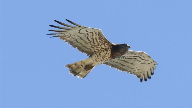 INICIA TEMPORADA DE MIGRACIÓN DE AVES RAPACES