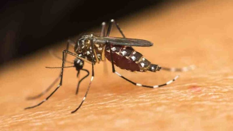 VERACRUZ, SEGUNDO LUGAR EN DENGUE