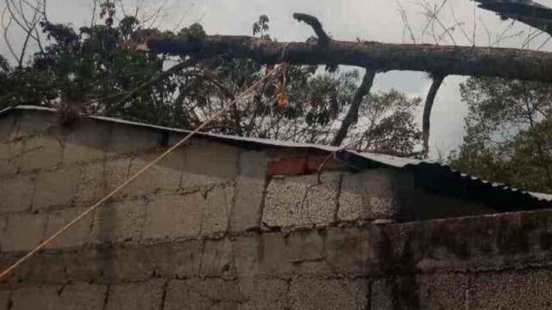 EN CHOCAMÁN NIEGAN APOYO HASTA PARA DERRIBAR UN ÁRBOL