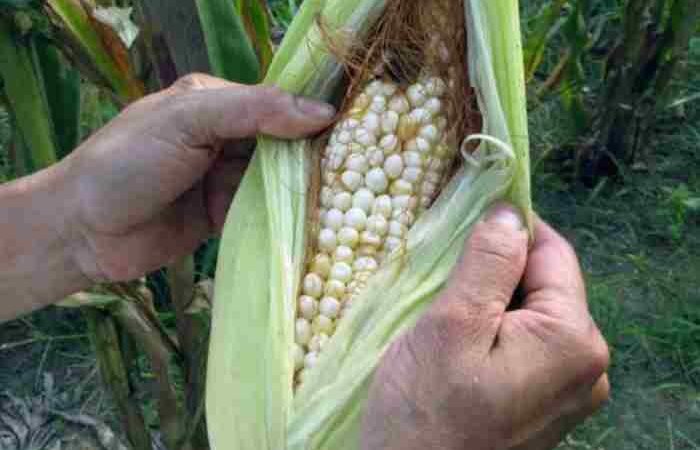 SE PIERDEN COSECHAS DE MAÍZ POR FENÓMENOS NATURALES