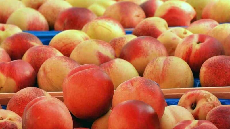 COFEPRIS ALERTA SOBRE POSIBLE BROTE DE SALMONELA EN DURAZNOS MEXICANOS