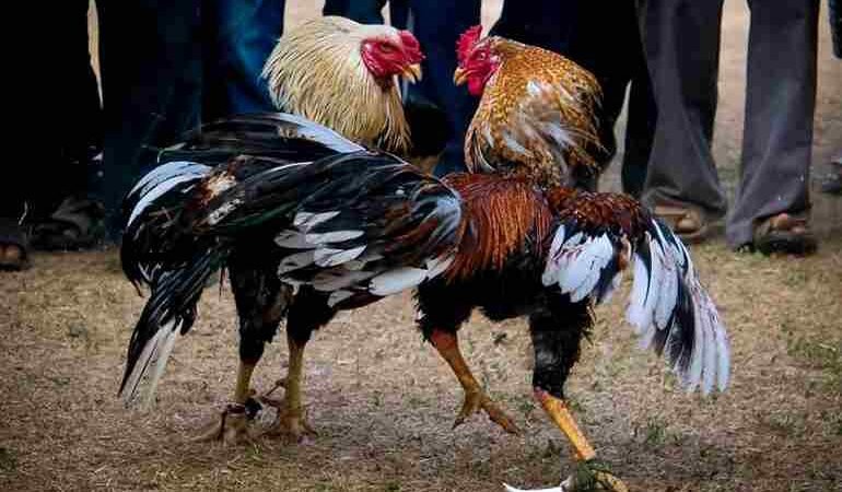 GALLO DE PELEA MATA A POLICÍA DURANTE REDADA ANTICOVID EN FILIPINAS