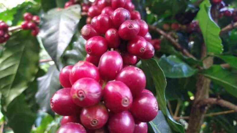 ESPERAN CAFETALEROS PRECIOS DE HASTA 10 POR KILO DE CEREZA