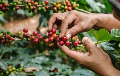 BAJAN RENDIMIENTOS DEL CAFÉ