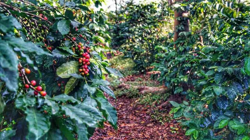 SIN INICIAR ACTUALIZACIÓN DEL PADRÓN CAFETALERO