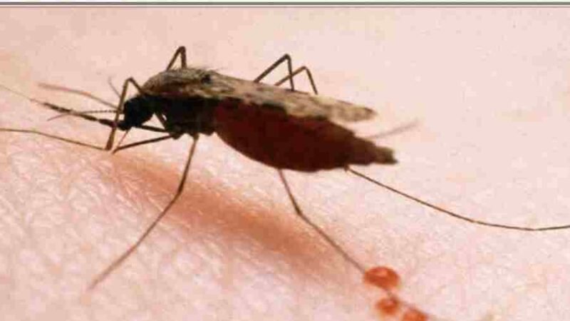 IMSS ALERTA POR CONTAGIOS DE PALUDISMO