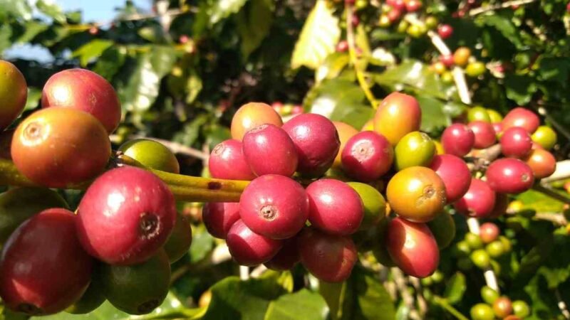 GANA TERRENO EL PRECIO DEL CAFÉ