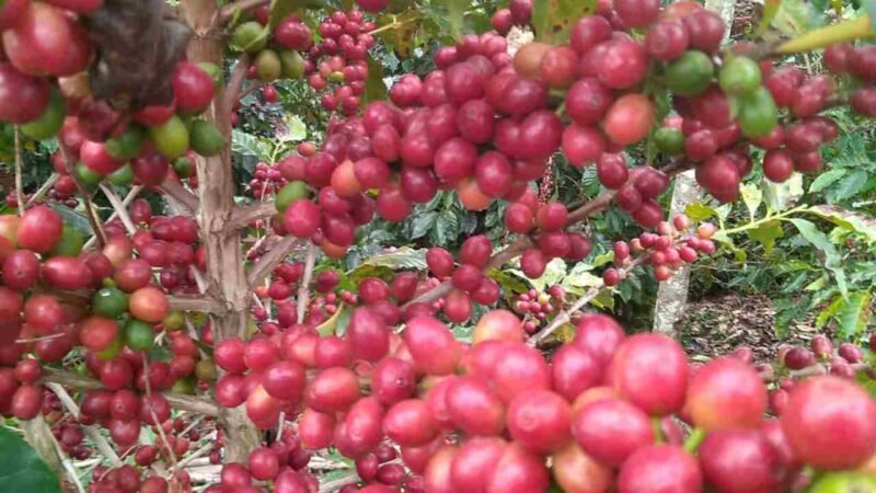 CAFÉ ALCANZA LOS 6 PESOS POR KILO