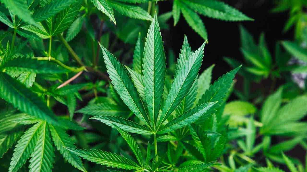 SENADO APRUEBA INICIATIVA DE LEY QUE REGULA EL CONSUMO DE MARIHUANA CON FINES RECREATIVOS