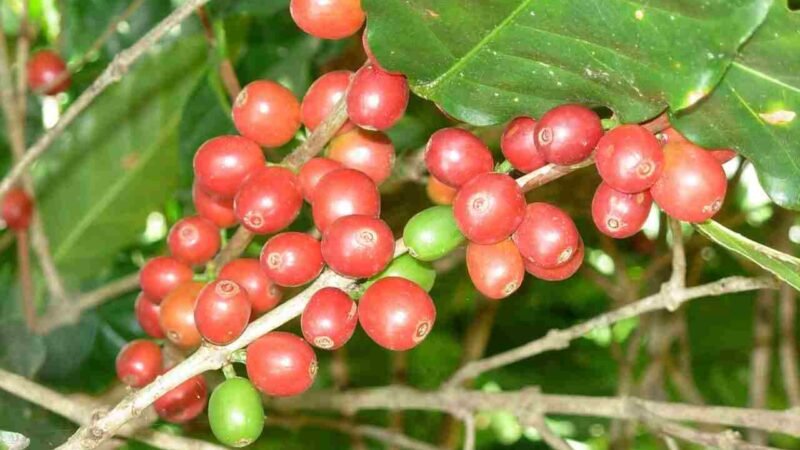 AMSA PAGA PRECIOS DE BURLA POR EL CAFÉ