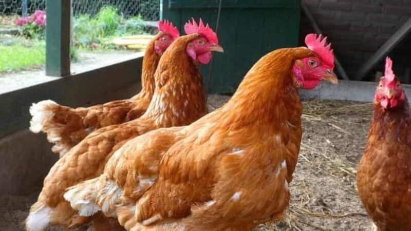 SACRIFICAN 25 MIL AVES TRAS FOCO DE GRIPE AVIAR EN DINAMARCA