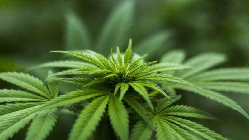 HACIENDA COBRARÁ IMPUESTO A LA MARIHUANA, SI SE APRUEBA SU USO LÚDICO