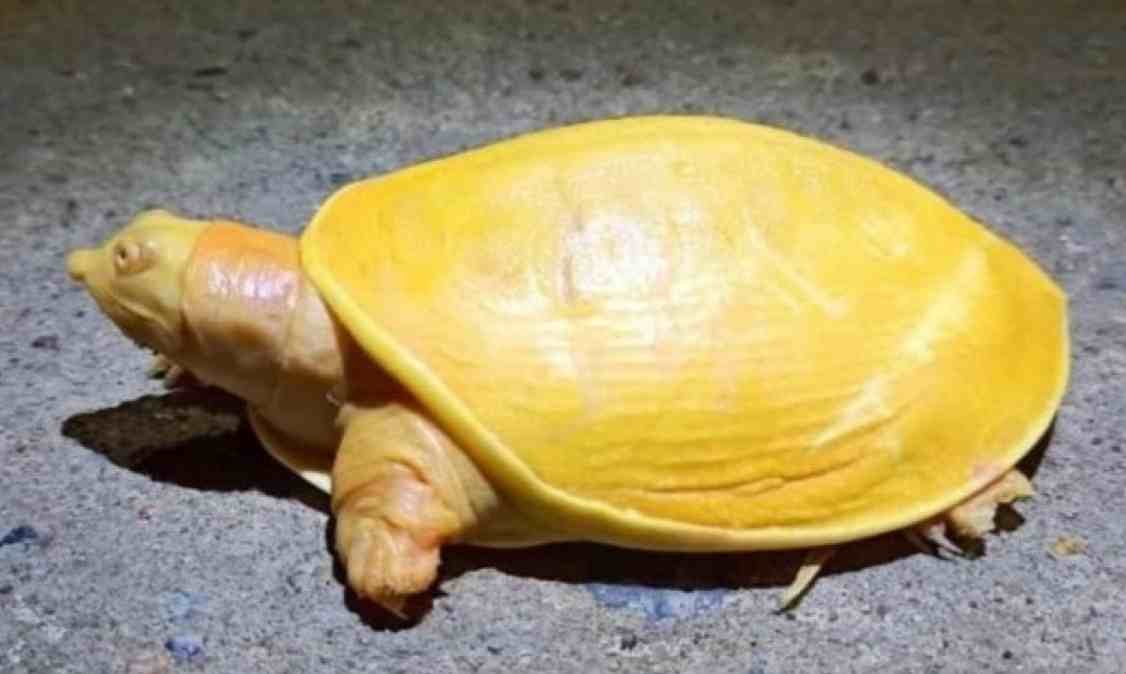 HALLAN IMPRESIONANTE TORTUGA AMARILLA EN LA INDIA