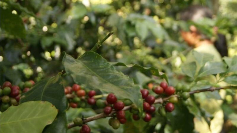 SE ESTABILIZAN PRECIOS DEL CAFÉ