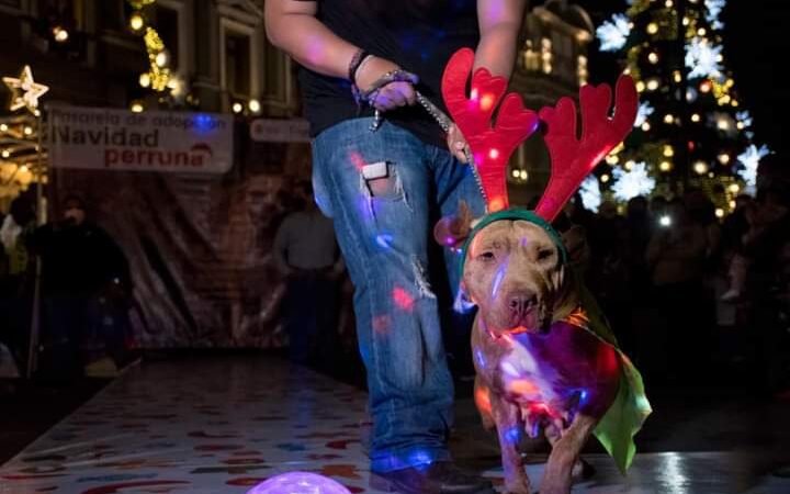 LE ADELANTAN NAVIDAD A PERROS Y GATOS; ADOPTAN A 16