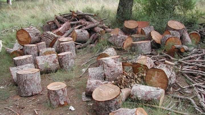 GRAVE, EL PROBLEMA DE DEFORESTACIÓN EN COFRE DE PEROTE Y PICO DE ORIZABA