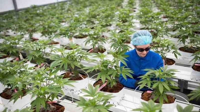ONU RECONOCE OFICIALMENTE LAS PROPIEDADES MEDICINALES DEL CANNABIS