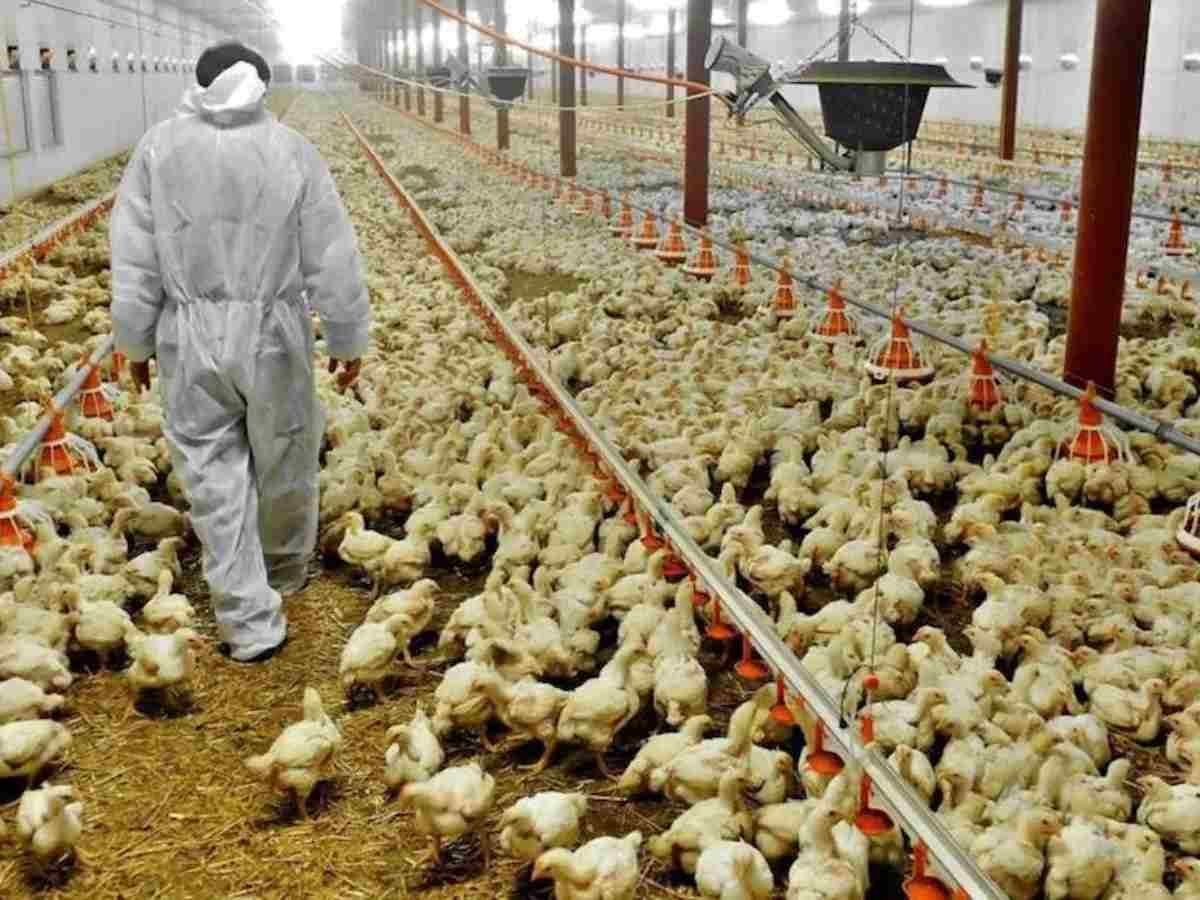 ALEMANIA ORDENA SACRIFICAR 29 MIL POLLOS TRAS DETECTAR GRIPE AVIAR EN GRANJA