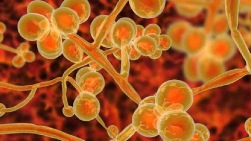BRASIL DETECTA SU PRIMER POSIBLE CASO DE HONGO SUPERRESISTENTE