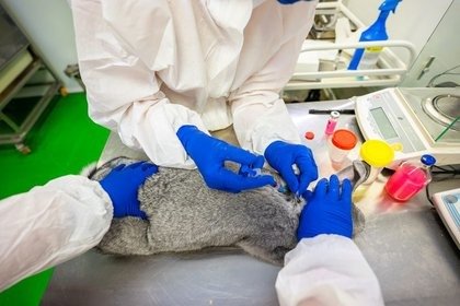 RUSIA ENSAYA VACUNA CONTRA COVID-19 PARA ANIMALES DOMÉSTICOS, INCLUIDOS VISONES
