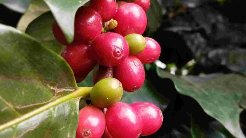 HUMEDAD AFECTA PRECIO DEL CAFÉ