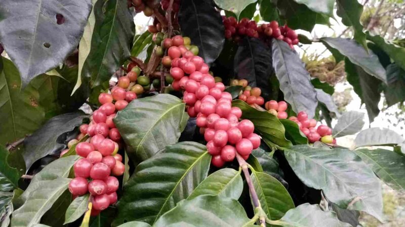 CAFÉ DE HUATUSCO, A UN PASO DE EXPORTARSE A EUROPA