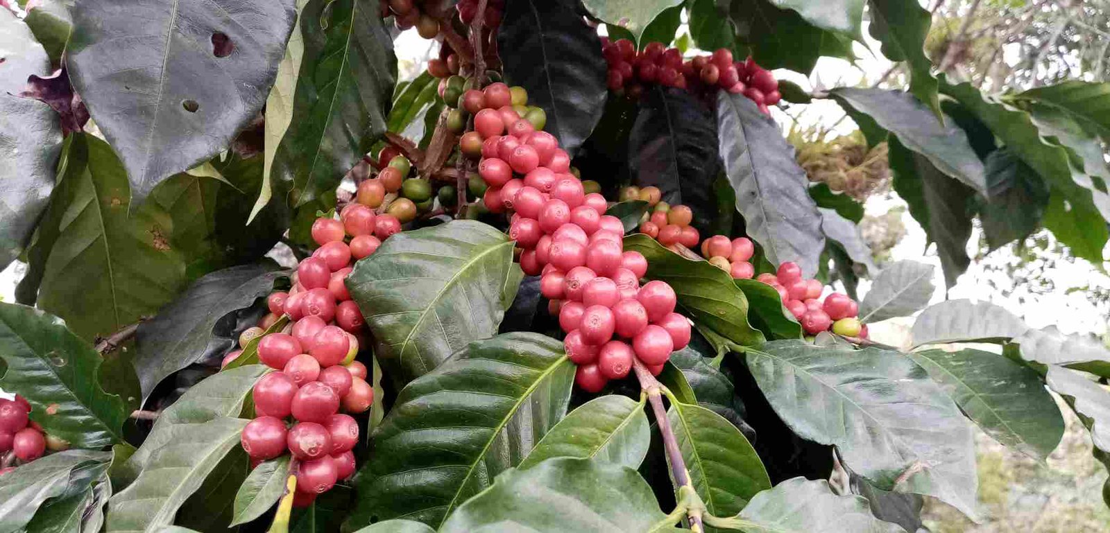 CAFÉ DE HUATUSCO, A UN PASO DE EXPORTARSE A EUROPA