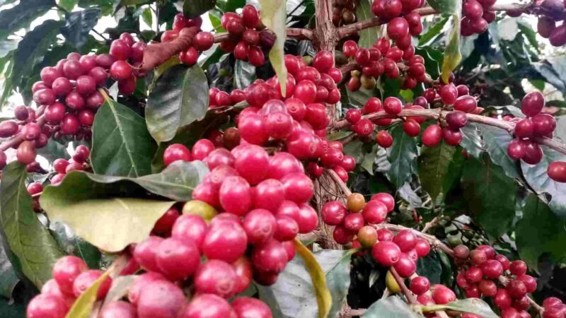 VERACRUZ, SEGUNDO LUGAR A NIVEL NACIONAL EN PRODUCCIÓN DE CAFÉ