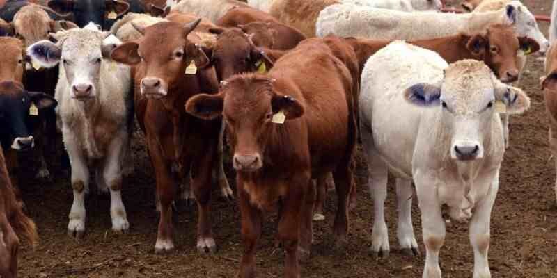 DIPUTADOS CONDENAN ROBO DE GANADO; PIDEN SEA CONSIDERADO DELITO GRAVE