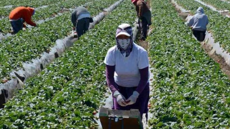 ALERTAN POR “ENGANCHADORES”OFRECEN TRABAJO Y NO CUMPLEN