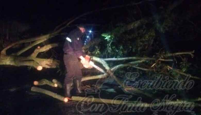 CAE ÁRBOL EN BARRIO NUEVO