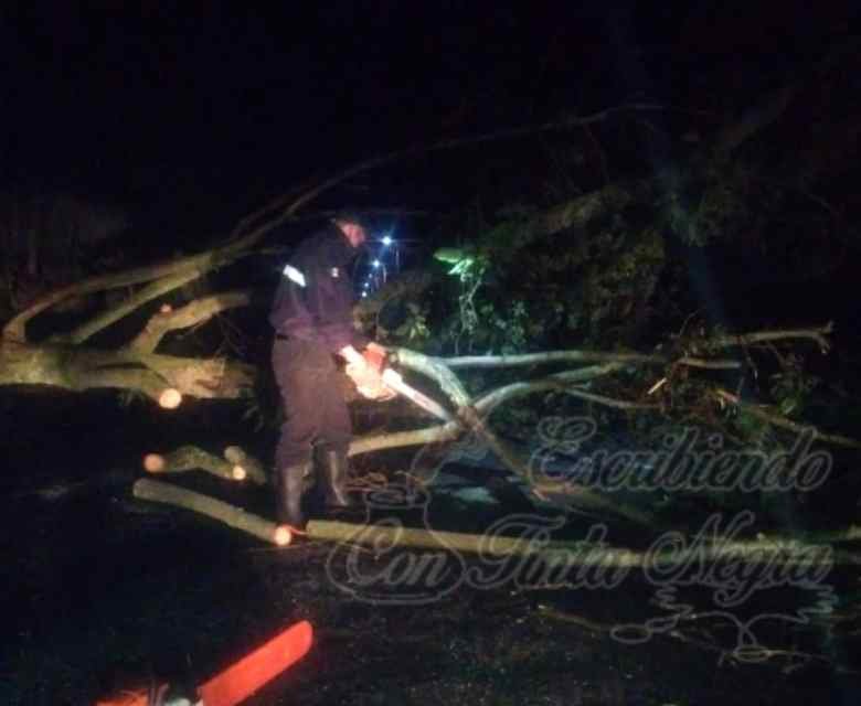 CAE ÁRBOL EN BARRIO NUEVO