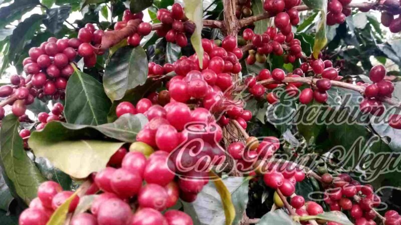 NECESARIO ACABAR CON EL COYOTAJE DEL CAFÉ