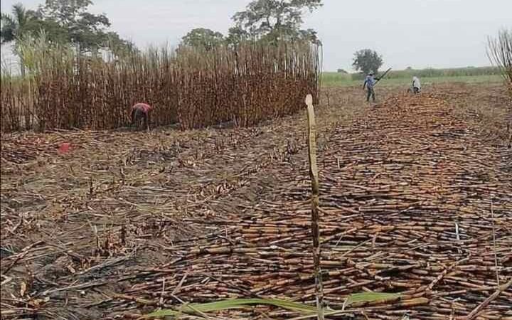 SE PIERDEN MÁS DE 80 HECTÁREAS DE CAÑA POR SURADA