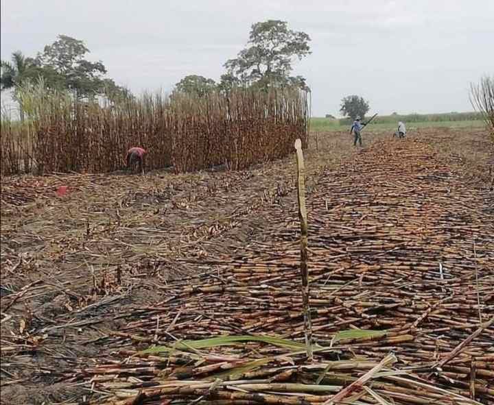 SE PIERDEN MÁS DE 80 HECTÁREAS DE CAÑA POR SURADA