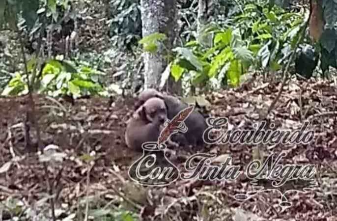 ABANDONAN CACHORROS EN XOCOTLA
