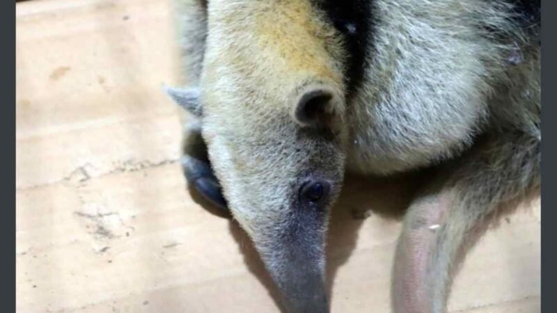 RESCATAN A OSO HORMIGUERO