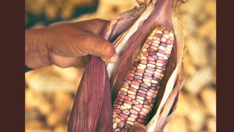 PRESENTAN LEY DE FOMENTO, DESARROLLO SUSTENTABLE Y PRODUCCIÓN DE MAÍZ