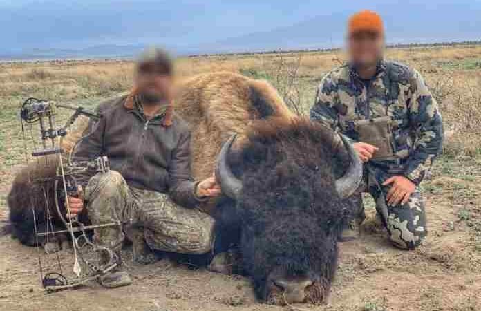 VUELVEN BISONTES DESPUÉS DE 100 AÑOS ¡Y LOS CAZAN!