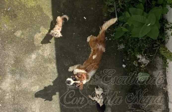 DENUNCIAN MALTRATO ANIMAL