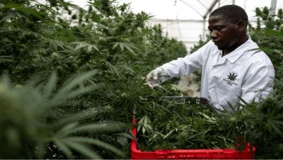 ESCASEA LA MARIGUANA EN JAMAICA