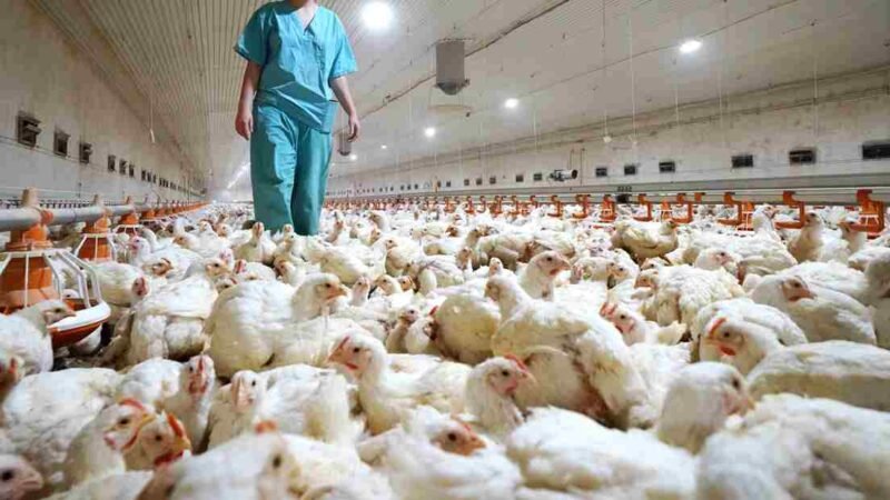 RUSIA REPORTA PRIMEROS CASOS DE GRIPE AVIAR H5N8 EN HUMANOS