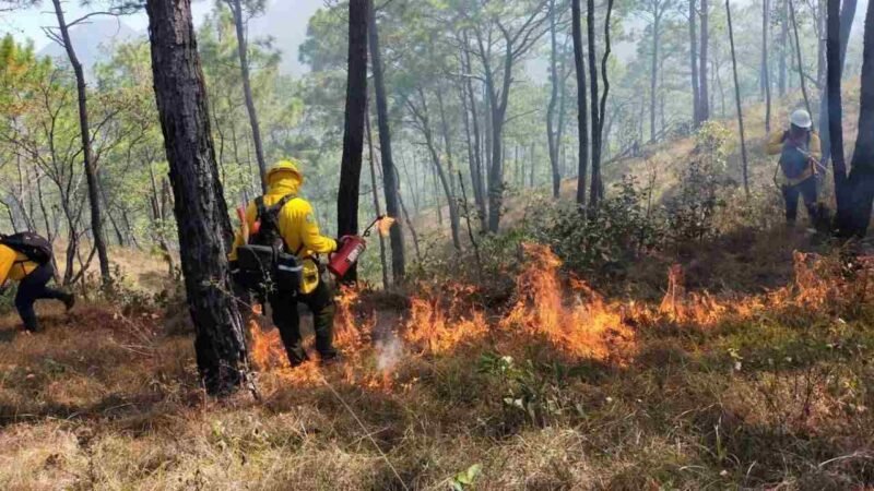INCENDIOS FORESTALES SE AGRAVARÁN EN MÉXICO DEBIDO A LA NIÑA